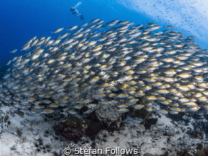 Takes one to know one ... !

Oxeye Scad - Selar boops
... by Stefan Follows 